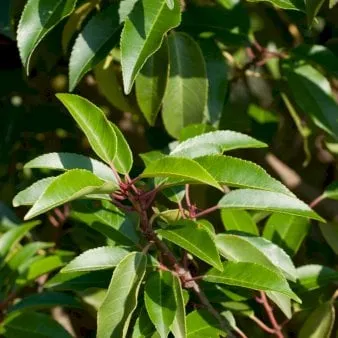 Portugisisk lagerkörsbär